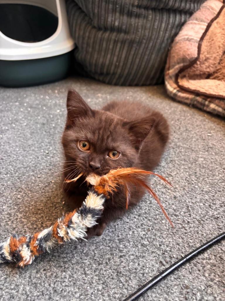 Kittens