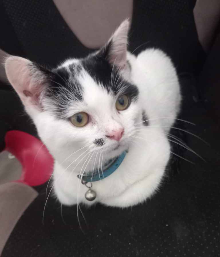 Kitten 