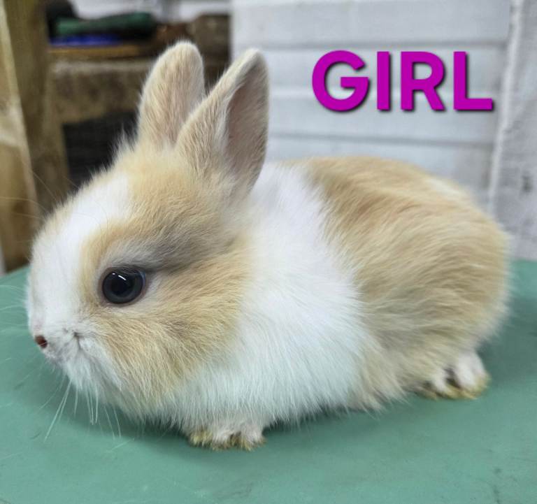 HAND REARED BABY RABBITS!!! VIEW ALL PICTURES!!