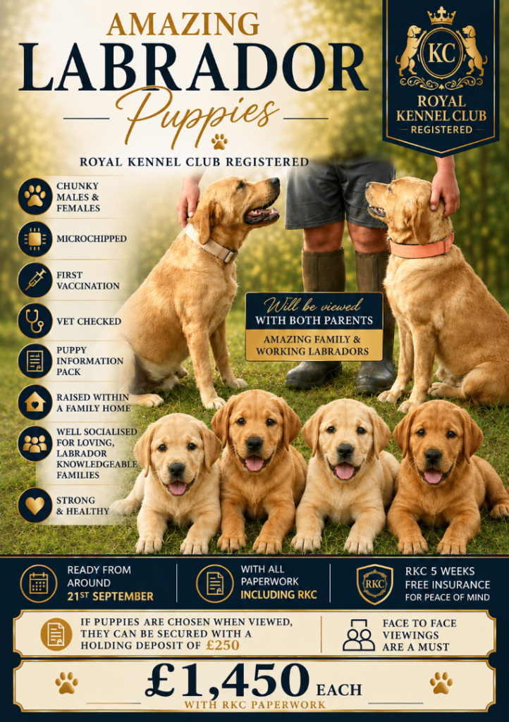 RKC REG’D FOX RED, GOLDEN YELLOW CHUNKY LAB PUPS
