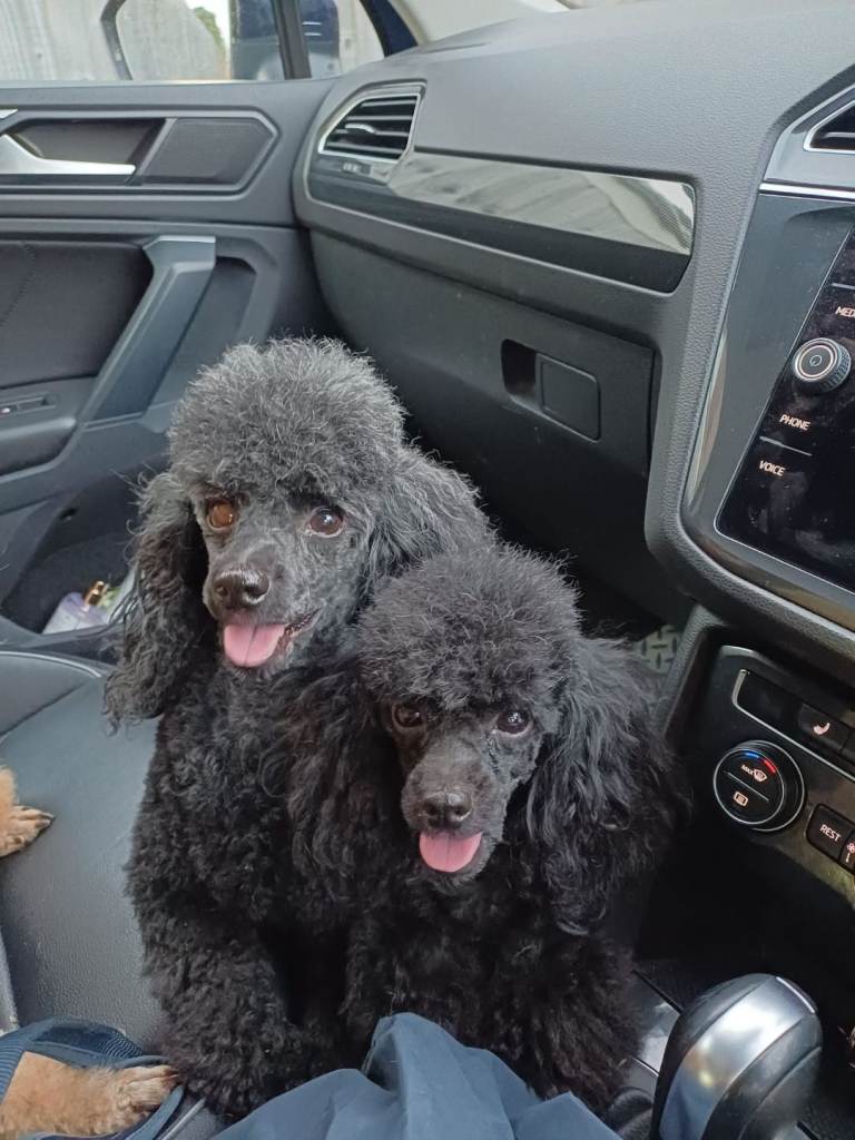 Top poodle