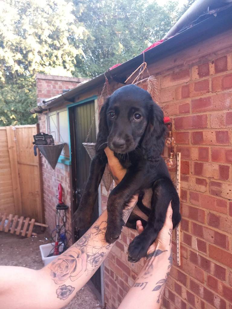Cockapoos 