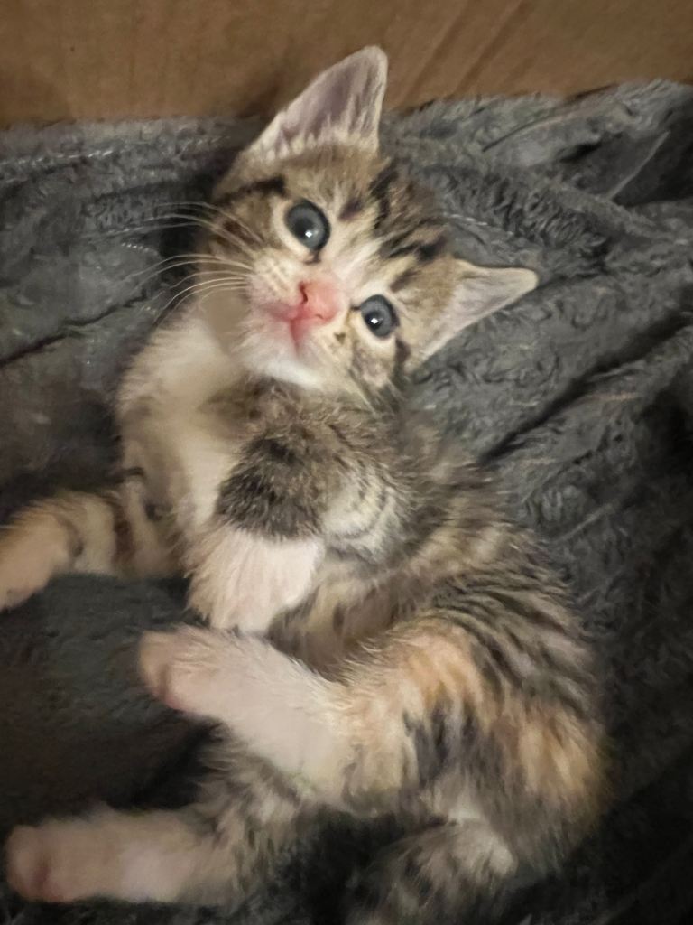 Last girl kitten ready 8 January sold