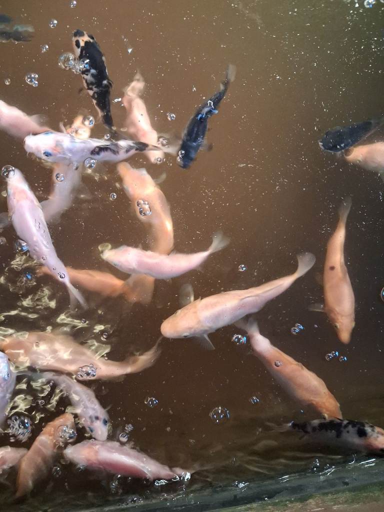 Tosia koi carp