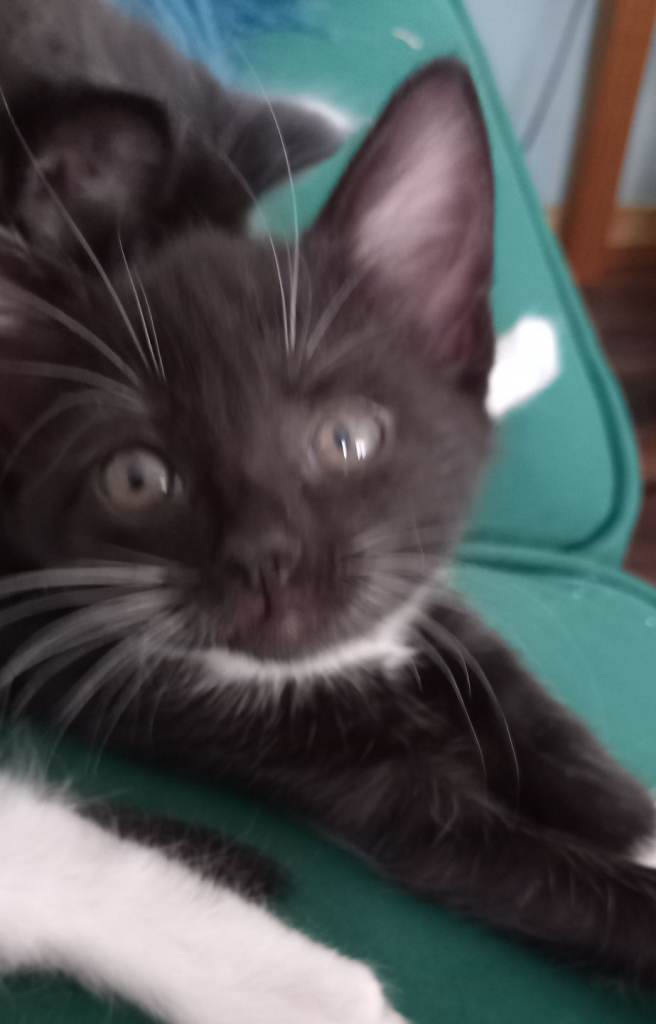 Beautiful kittens