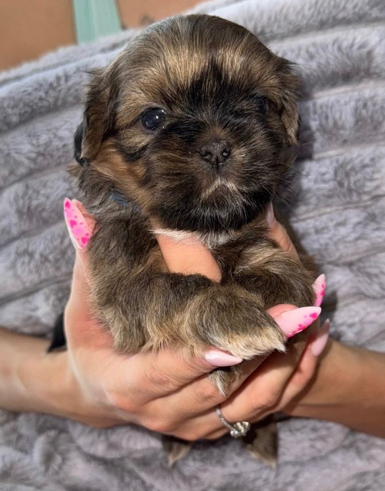 💞Quality Adorable Purebred Shih Tzu Puppies💞