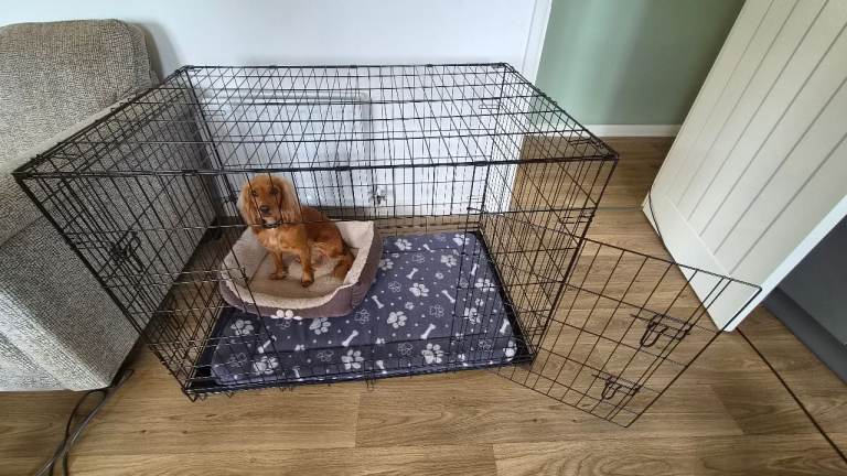 Puppy/dog cage starter kit inclu food/leads/pads/toys/coats.