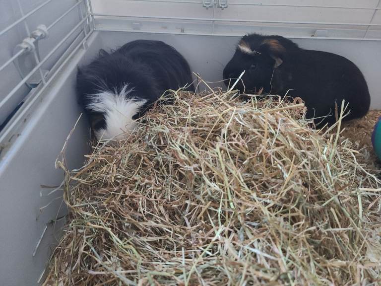 2 guinea pigs + setup 