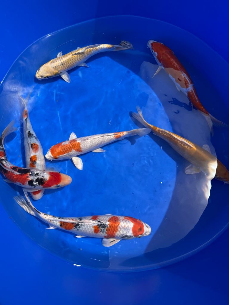 Large Koi Carp
