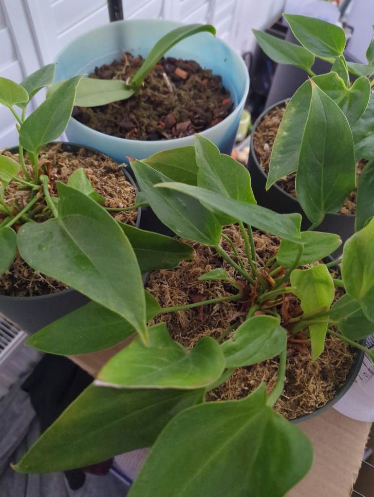 Anthuriums- popular tropical houseplants. 