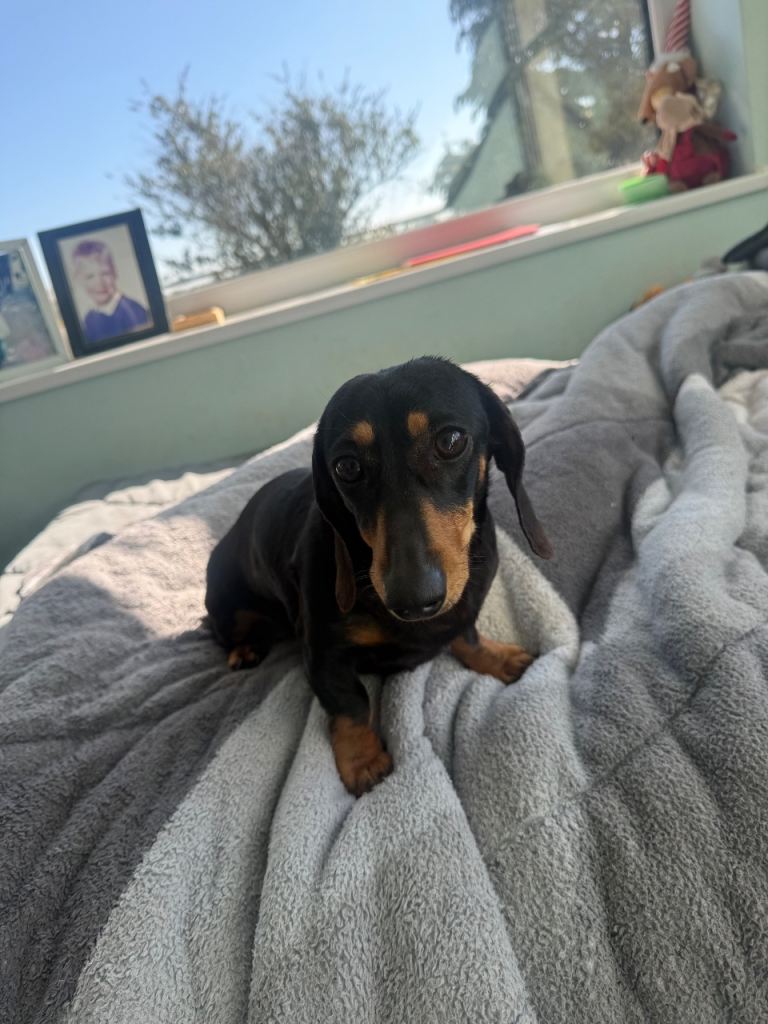 Lovey 3yr dachshund 