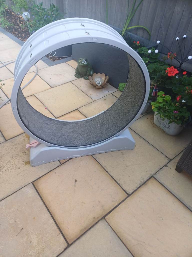 Cat Wheel/ treadmill.