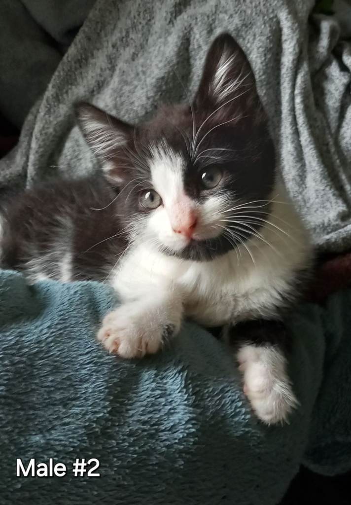 Kittens For Sale