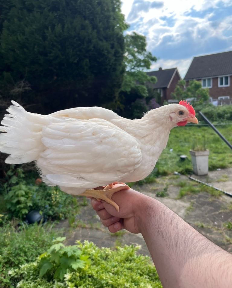 Chickens 