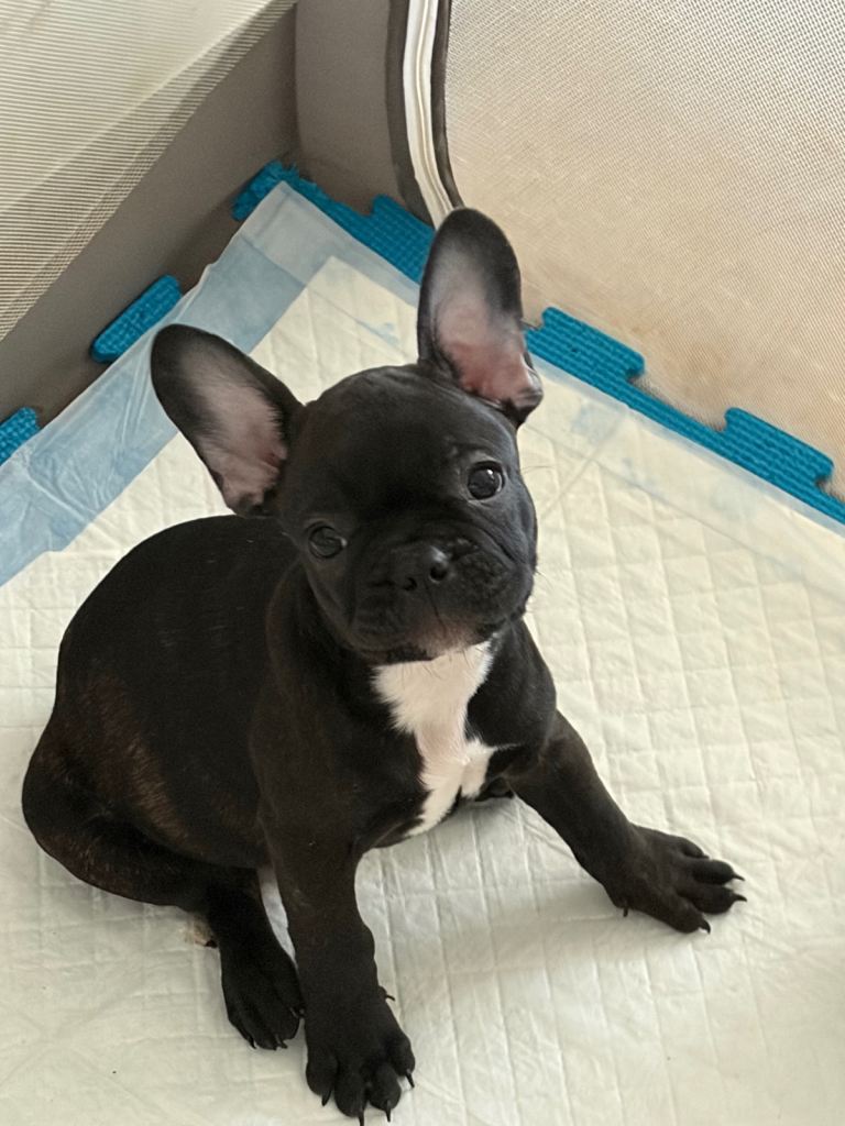 French bulldog 
