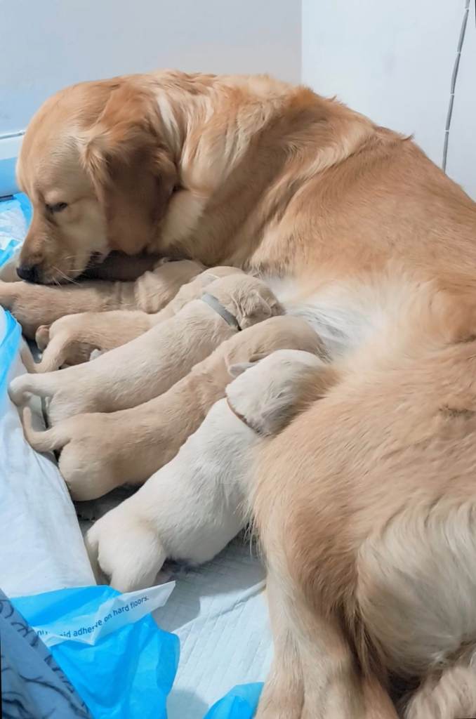 Golden retriever puppies 