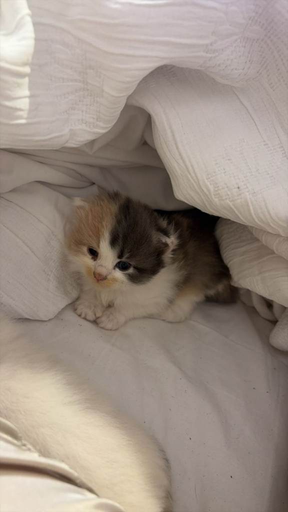 Adorable fluffy kittens