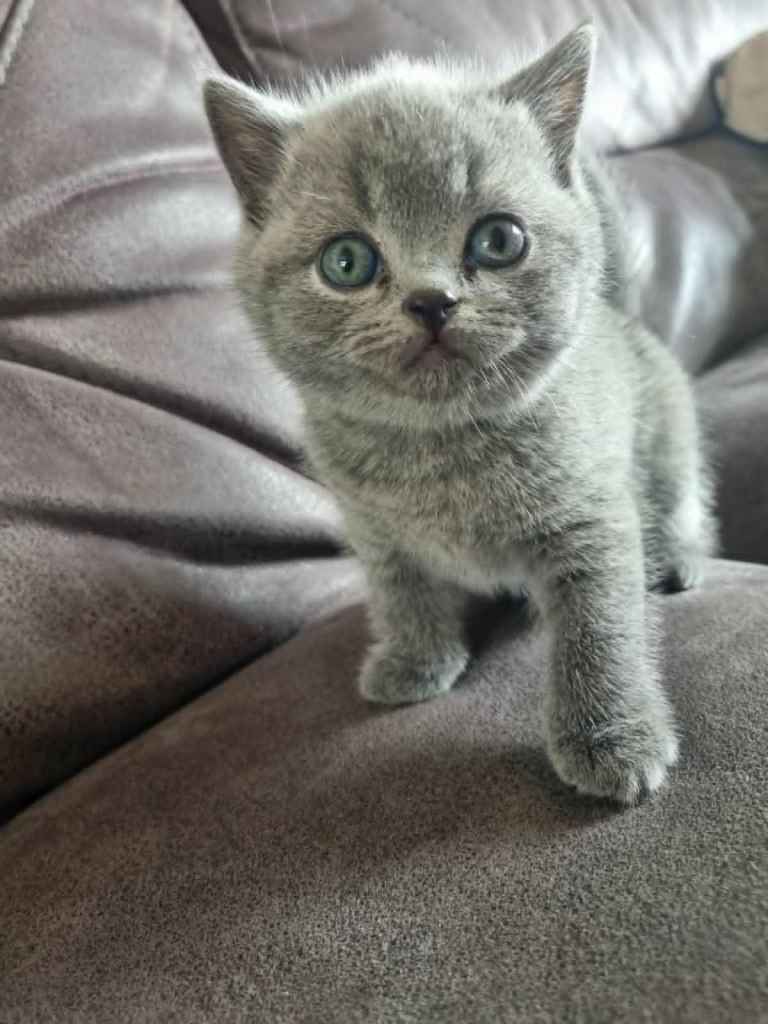 Beautiful litter of British shorthair kittens