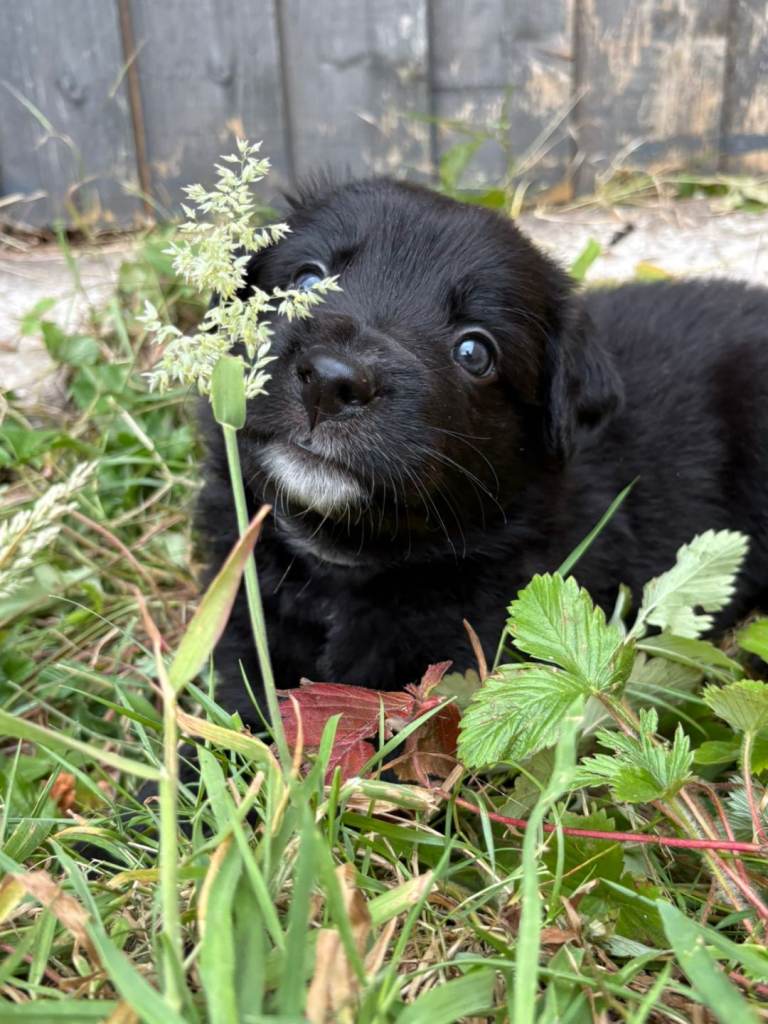 *Border collie cross*