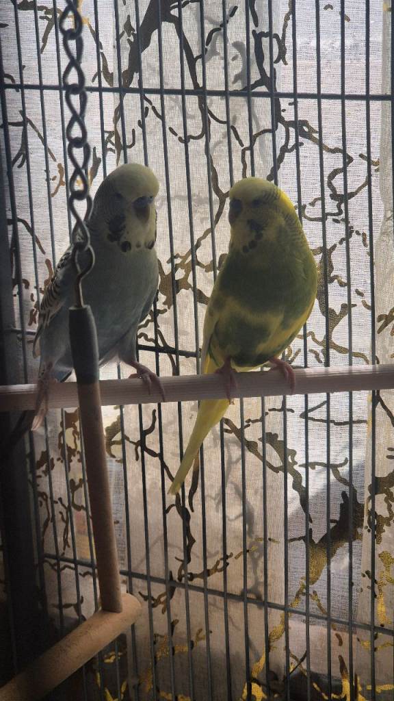 Budgies with cages 