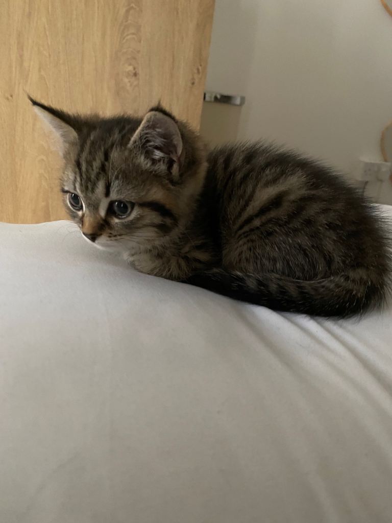 British shorthair kitten