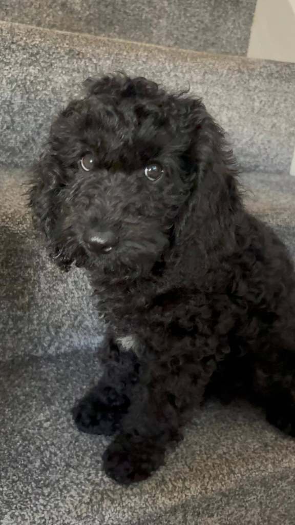 Full vaccinations Ready to Go Cockapoo 