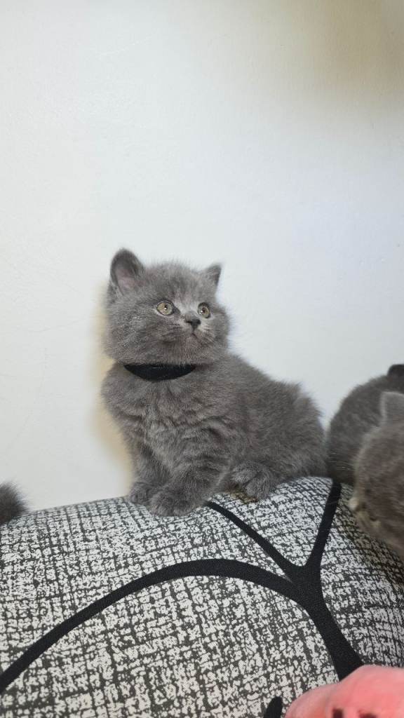 5 British  Short hair  Kittens 