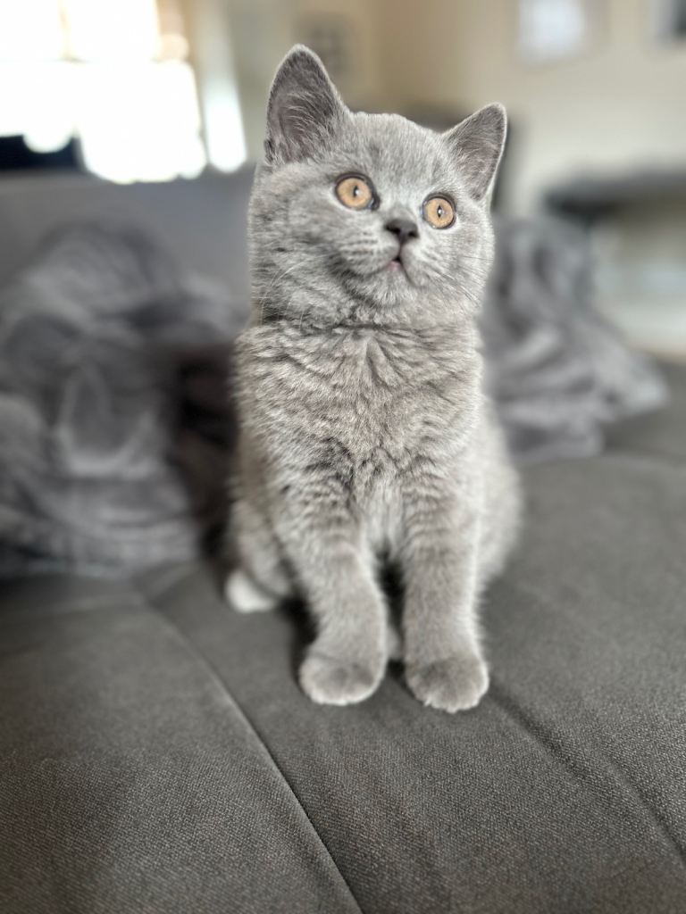 Pedigree British Shorthair Kittens (READY)