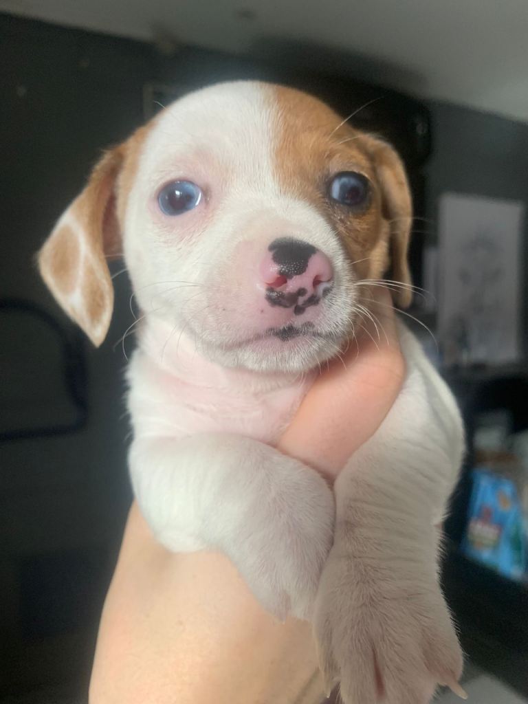 Miniature dachshund cross chihuahua 