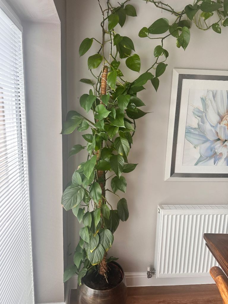 Huge Mature Devil’s Ivy  Plant – Over 5 Metres Long – Stunning Feature Plant