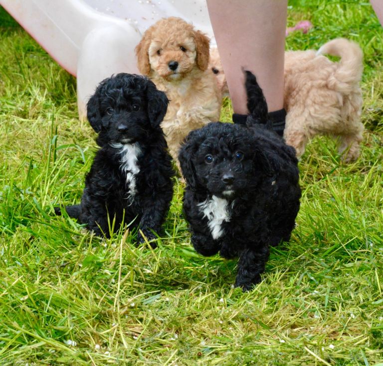 Beautiful Cockapoo Puppies for sale 
