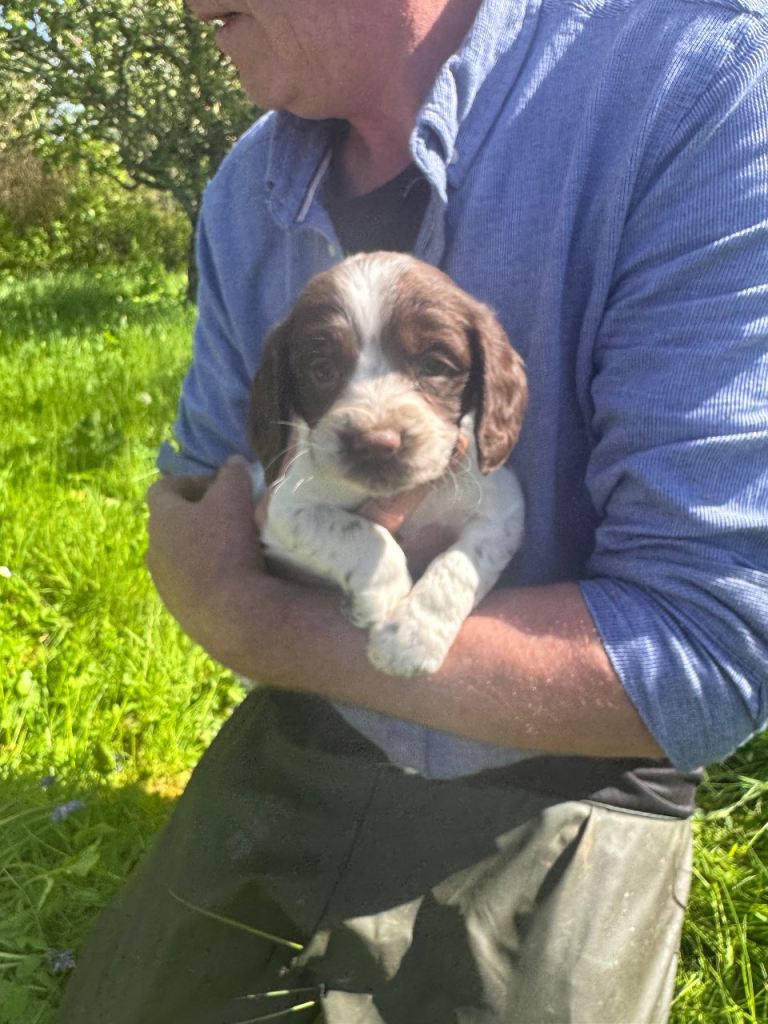 Springer spaniel puppy 