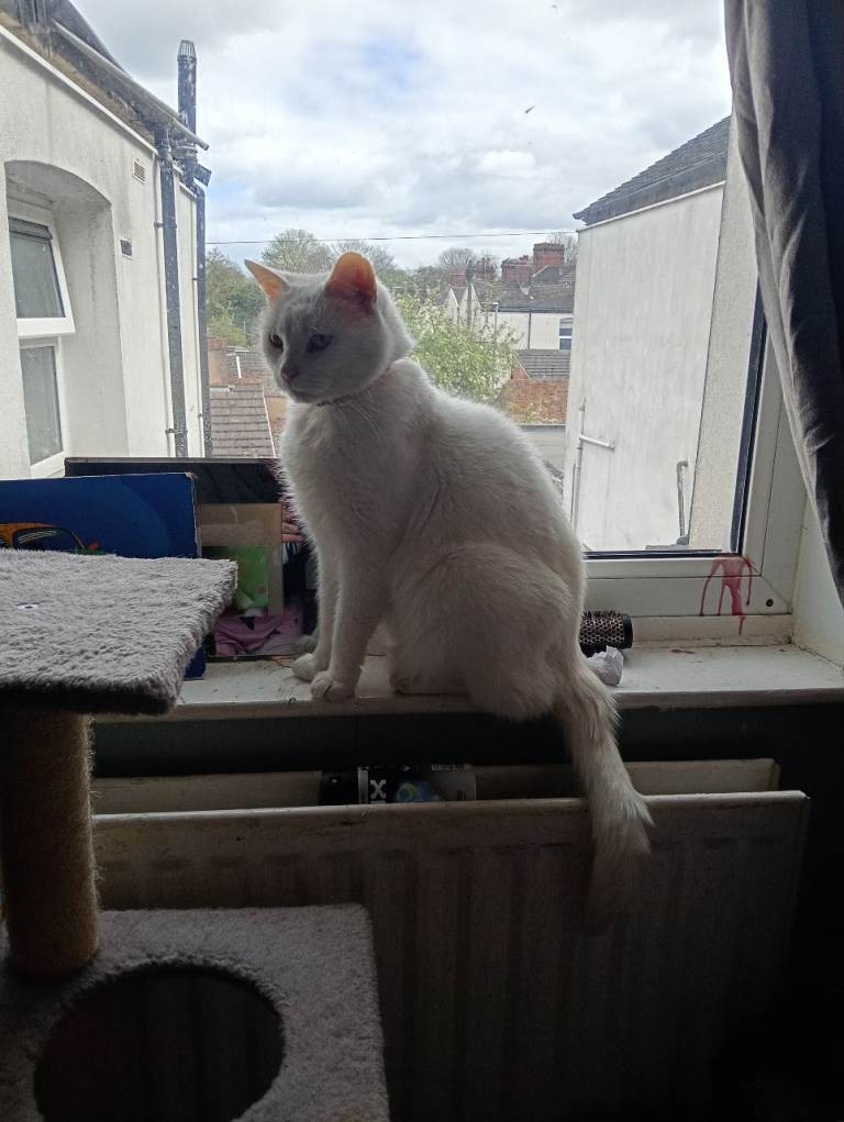 Male cat  ***still available***