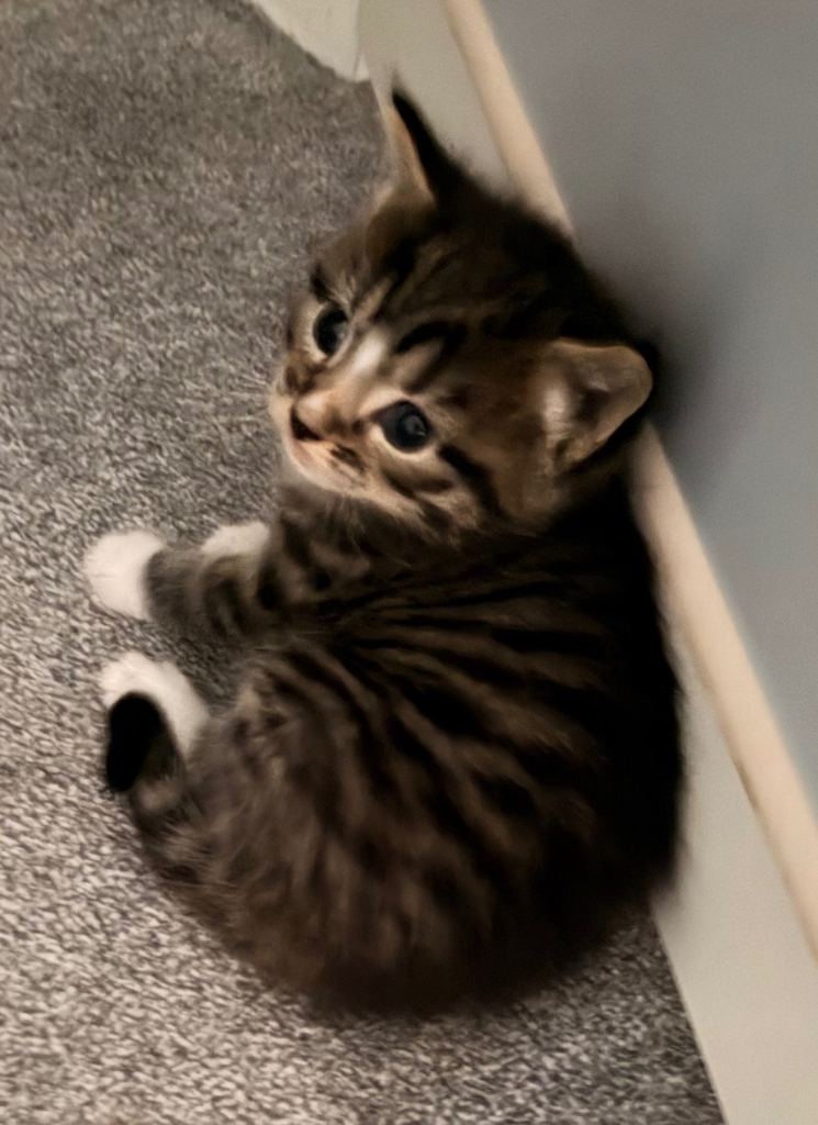 Maine coon cross kittens 