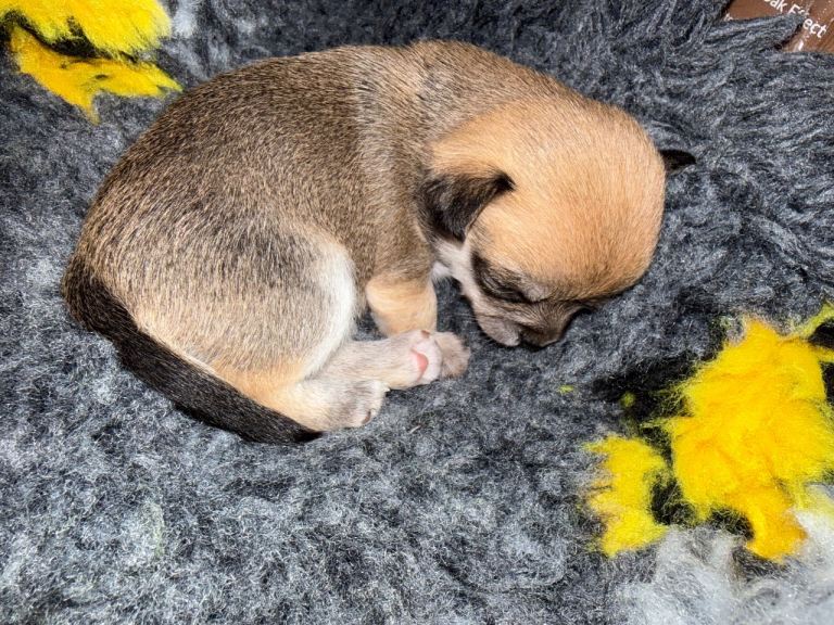 Beautiful Smooth Coat Chihuahua Puppies Ready for Loving Homes