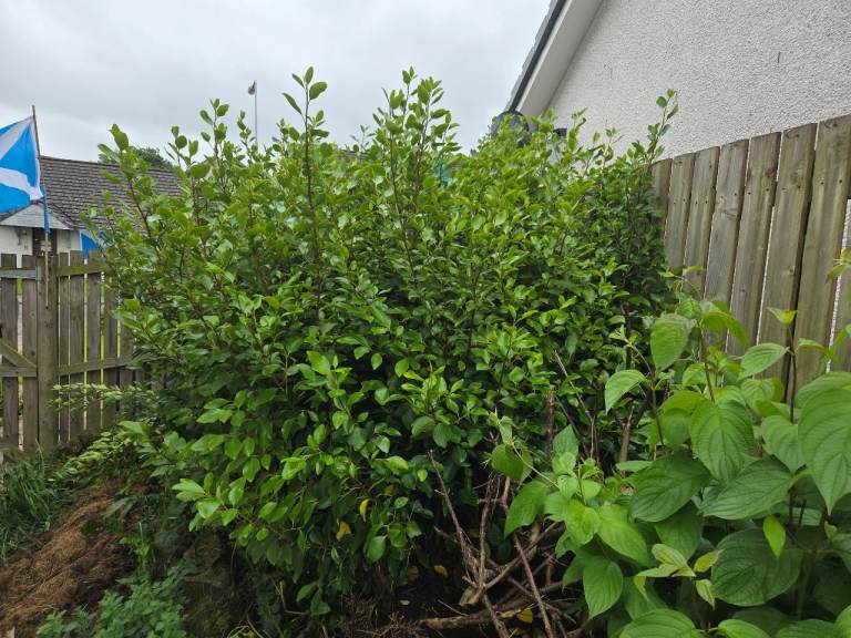 Approximately 20 hedging plants free for uplift