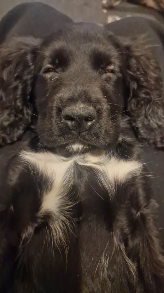Here is little rosie posey ♡