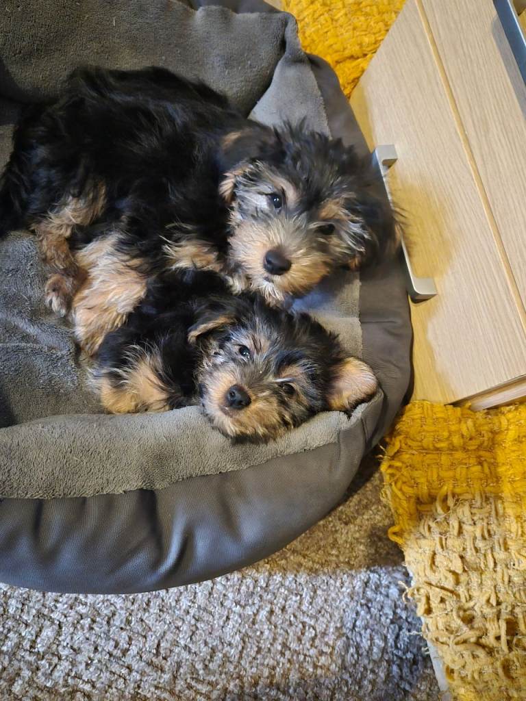 4 beautiful Yorkshire terrier puppies left 