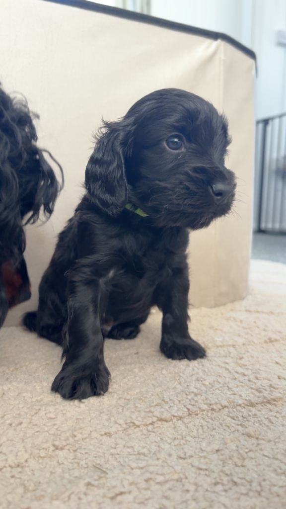 Cockapoo Puppies F1B