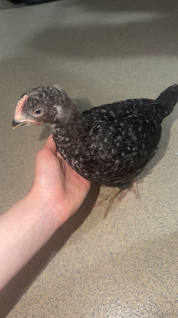Two pet little chickens for sale 