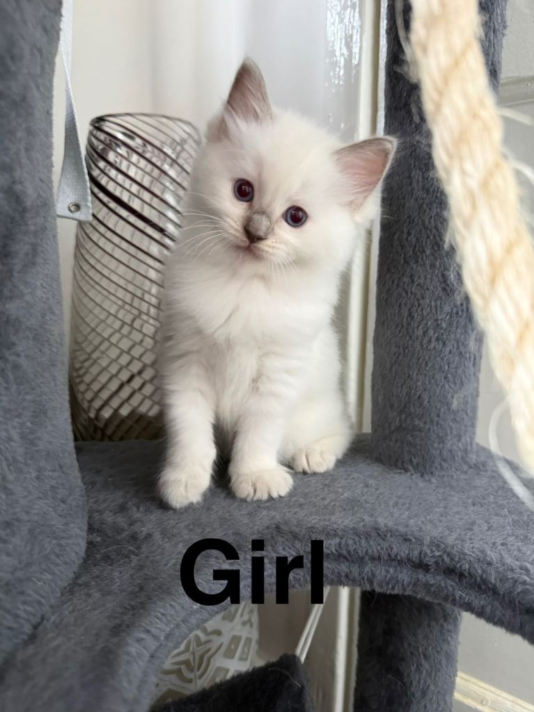 Cat Ragdoll