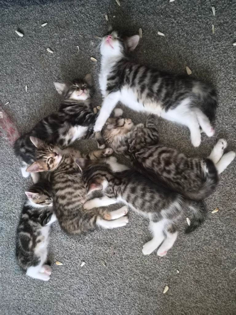 Tabby kittens for sale
