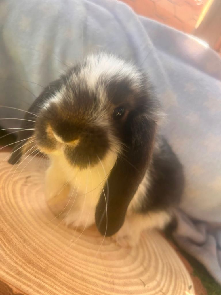 Baby French “giant Lops 