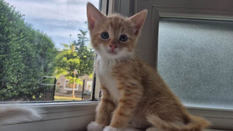 9 Beautiful kittens ready for their forever home 🏡 