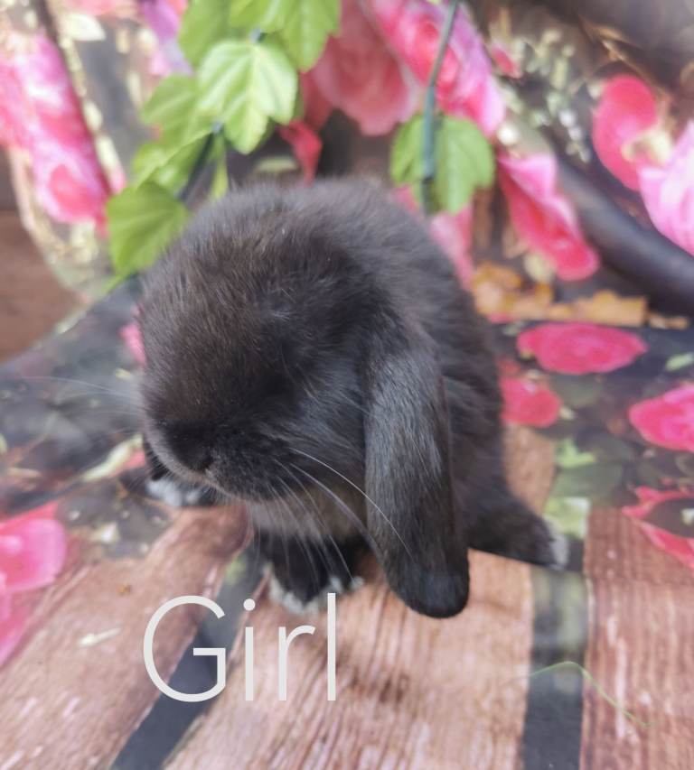 Beautiful mini lop rabbits 