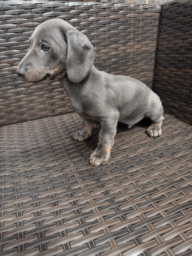 Dachshund 