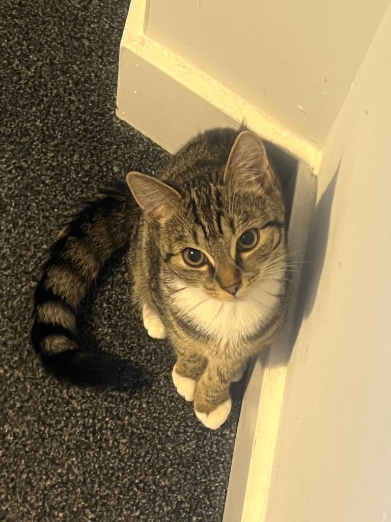 kitten for sale /female