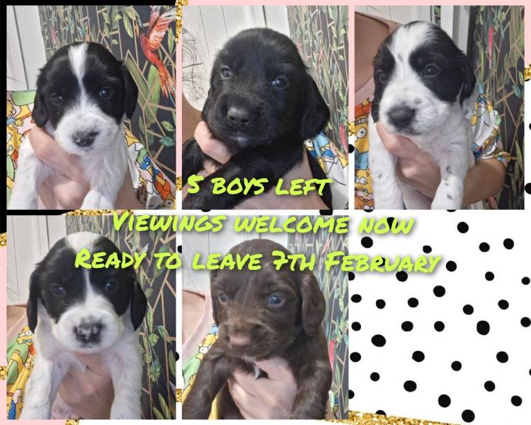 5 male puppys looking for forever homes 