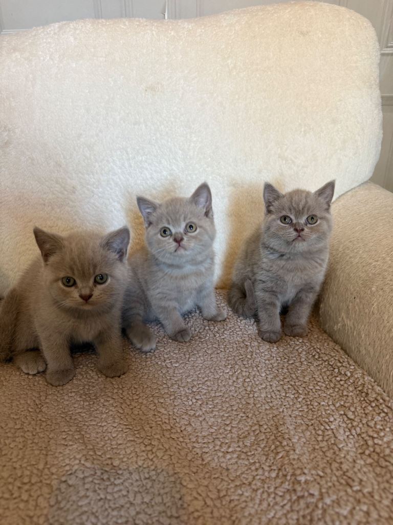 Chunky British short hair kittens ready now! 