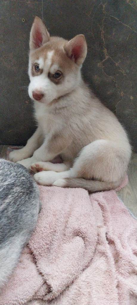 Siberian Husky puppy